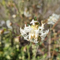 Pimelea linifolia at Farrer, ACT - 23 Aug 2021