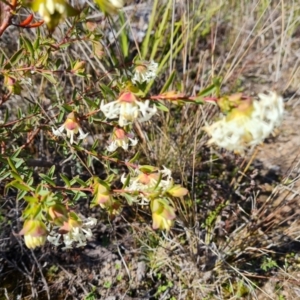 Pimelea linifolia at Farrer, ACT - 23 Aug 2021 10:24 AM