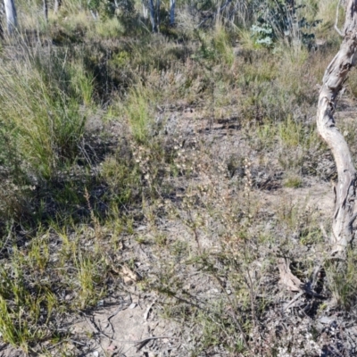 Leucopogon fletcheri subsp. brevisepalus (Twin Flower Beard-Heath) at Farrer Ridge - 23 Aug 2021 by Mike