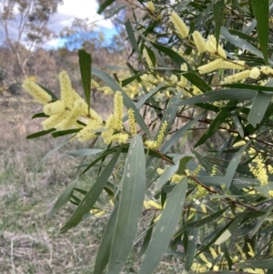 Acacia longifolia subsp. longifolia at Hackett, ACT - 21 Aug 2021