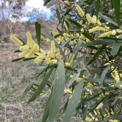 Acacia longifolia subsp. longifolia (Sydney Golden Wattle) at Hackett, ACT - 21 Aug 2021 by waltraud