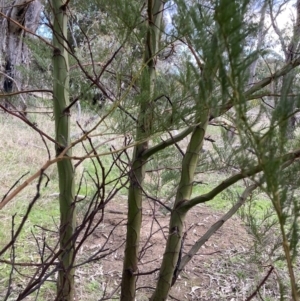 Acacia decurrens at Hackett, ACT - 21 Aug 2021 04:15 PM