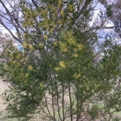 Acacia decurrens at Hackett, ACT - 21 Aug 2021 04:15 PM