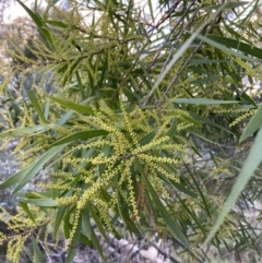 Acacia floribunda (White Sally Wattle, Gossamer Wattle) at Hackett, ACT - 21 Aug 2021 by waltraud