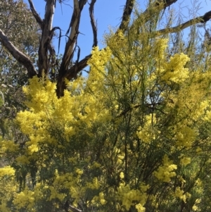 Acacia boormanii at Watson, ACT - 22 Aug 2021