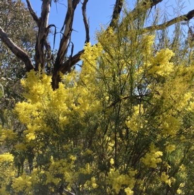Acacia boormanii (Snowy River Wattle) at Watson, ACT - 22 Aug 2021 by waltraud