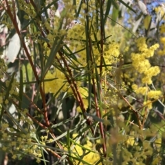 Acacia boormanii at Watson, ACT - 22 Aug 2021