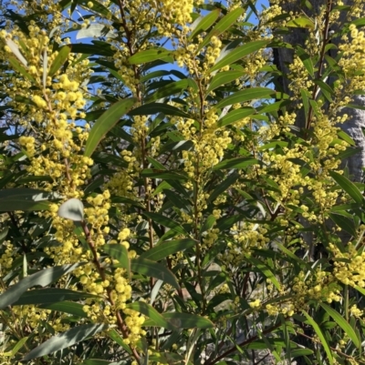 Acacia rubida (Red-stemmed Wattle, Red-leaved Wattle) at Watson, ACT - 22 Aug 2021 by waltraud