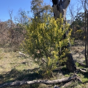 Acacia rubida at Watson, ACT - 22 Aug 2021 02:25 PM