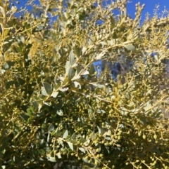 Acacia cultriformis (Knife Leaf Wattle) at Watson, ACT - 22 Aug 2021 by waltraud