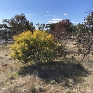 Acacia cultriformis at Watson, ACT - 22 Aug 2021 02:26 PM