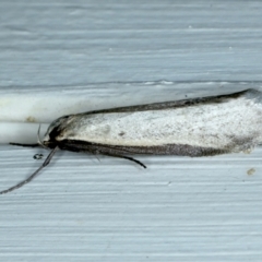 Philobota mathematica group undescribed species. (A concealer moth) at Ainslie, ACT - 19 Aug 2021 by jbromilow50