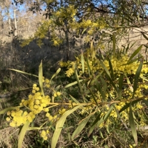 Acacia rubida at Majura, ACT - 22 Aug 2021 03:38 PM