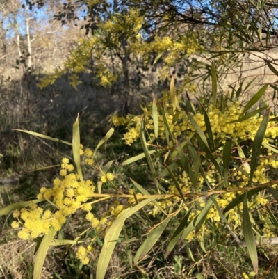 Acacia rubida (Red-stemmed Wattle, Red-leaved Wattle) at Majura, ACT - 22 Aug 2021 by waltraud