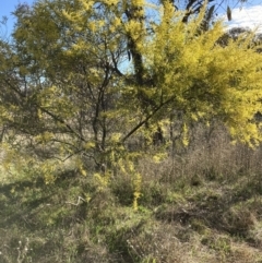 Acacia rubida at Majura, ACT - 22 Aug 2021 03:38 PM