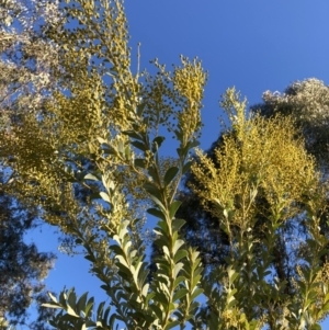 Acacia cultriformis at Watson, ACT - 22 Aug 2021 04:38 PM