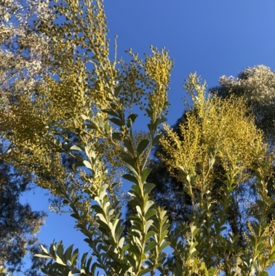 Acacia cultriformis (Knife Leaf Wattle) at Watson, ACT - 22 Aug 2021 by waltraud