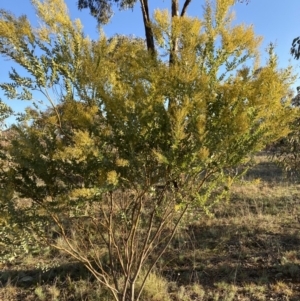 Acacia cultriformis at Watson, ACT - 22 Aug 2021