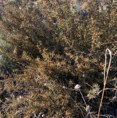 Daviesia genistifolia (Broom Bitter Pea) at Watson, ACT - 22 Aug 2021 by waltraud