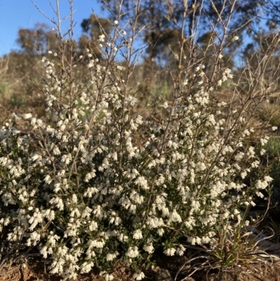 Cryptandra amara (Bitter Cryptandra) at Watson, ACT - 22 Aug 2021 by waltraud