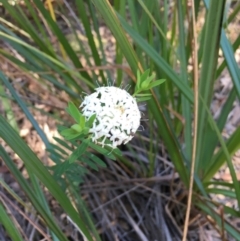 Pimelea (genus) (Rice Flower) at Evans Head, NSW - 23 Aug 2021 by Claw055