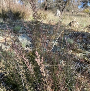 Kunzea parvifolia at Watson, ACT - 22 Aug 2021