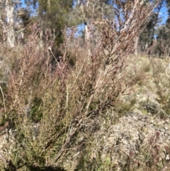 Kunzea parvifolia at Watson, ACT - 22 Aug 2021 02:41 PM