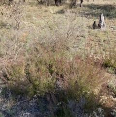 Kunzea parvifolia at Watson, ACT - 22 Aug 2021