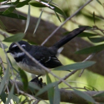 Rhipidura albiscapa (Grey Fantail) at Table Top, NSW - 22 Aug 2021 by PaulF
