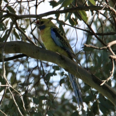 Platycercus elegans flaveolus (Yellow Rosella) at Table Top, NSW - 22 Aug 2021 by PaulF