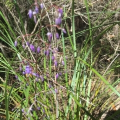 Dianella (genus) (Flax Lily) at Evans Head, NSW - 23 Aug 2021 by Claw055