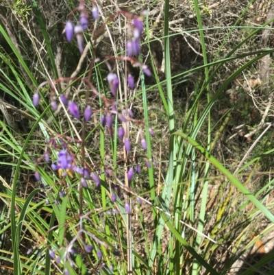 Dianella sp. (Flax Lily) at Evans Head, NSW - 23 Aug 2021 by Claw055