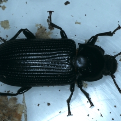 Meneristes australis (Darking beetle) at Ainslie, ACT - 19 Aug 2021 by jb2602