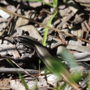 Morethia boulengeri at Cook, ACT - 22 Aug 2021