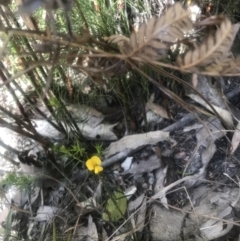 Unverified Plant at Evans Head, NSW - 23 Aug 2021 by AliClaw
