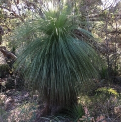 Xanthorrhoea (genus) (Grass Tree) at Evans Head, NSW - 23 Aug 2021 by Claw055