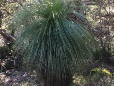 Xanthorrhoea (genus) (Grass Tree) at Evans Head, NSW - 23 Aug 2021 by Claw055