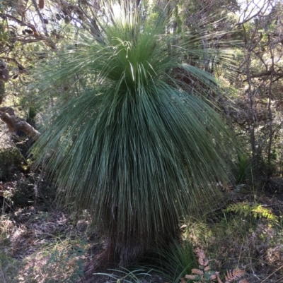 Xanthorrhoea sp. (Grass Tree) at Evans Head, NSW - 23 Aug 2021 by Claw055