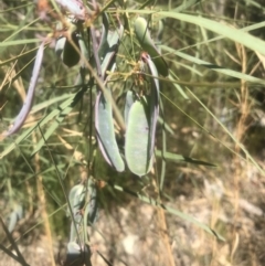 Acacia (genus) (A Wattle) at Evans Head, NSW - 23 Aug 2021 by AliClaw