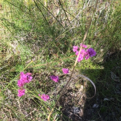 Boronia (genus) (A Boronia) at Evans Head, NSW - 23 Aug 2021 by Claw055