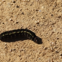 Apina callisto (Pasture Day Moth) at Cook, ACT - 19 Aug 2021 by Tammy