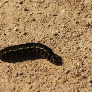 Apina callisto at Cook, ACT - 19 Aug 2021 01:23 PM