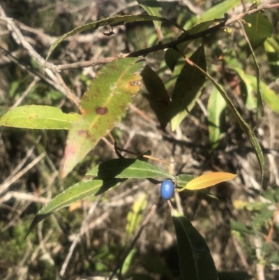 Unidentified Other Tree at Evans Head, NSW - 23 Aug 2021 by AliClaw