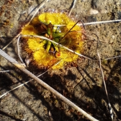 Drosera gunniana (Pale Sundew) at Corang, NSW - 23 Aug 2021 by LeonieWood