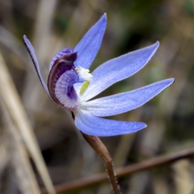 Cyanicula caerulea (Blue Fingers, Blue Fairies) at O'Connor, ACT - 23 Aug 2021 by trevsci