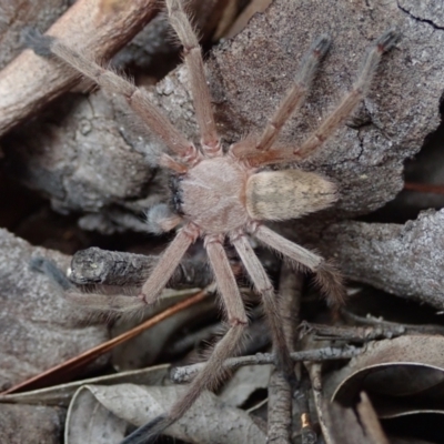 Delena cancerides at Bonang, VIC - 7 Mar 2021 by Laserchemisty