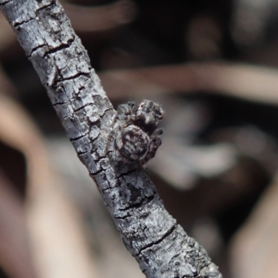 Unidentified Spider (Araneae) at Bonang, VIC - 7 Mar 2021 by Laserchemisty