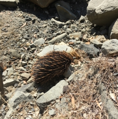 Tachyglossus aculeatus (Short-beaked Echidna) at Evans Head, NSW - 23 Aug 2021 by Claw055