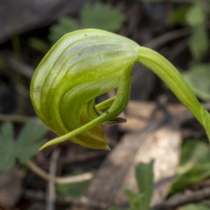 Pterostylis nutans at Downer, ACT - 20 Aug 2021