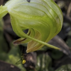 Pterostylis nutans at Downer, ACT - 20 Aug 2021